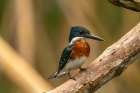 Trinidad-Caroni Swamp. Green kingfisher bird close-up. Art Print